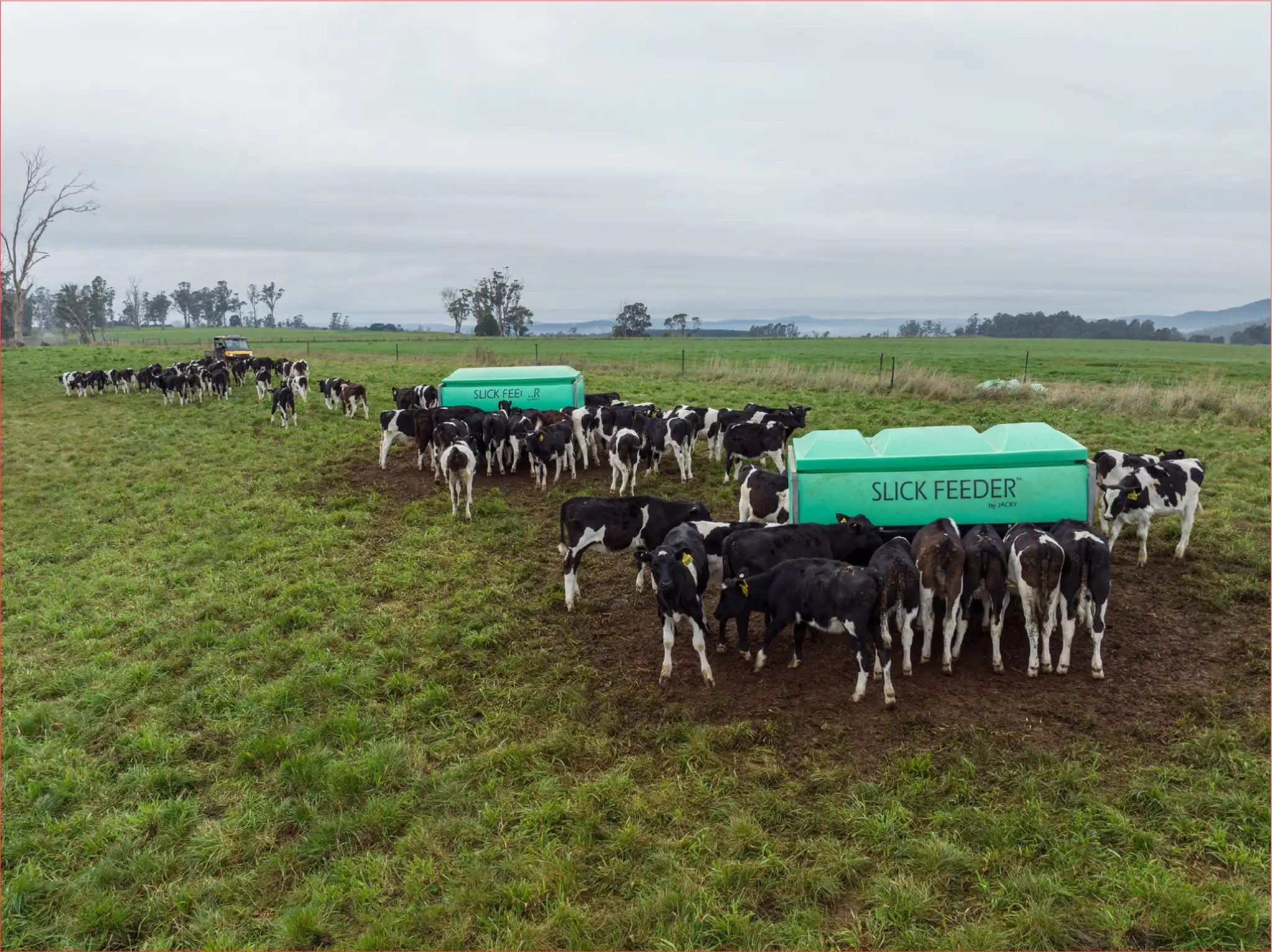 Slick feeder with cows